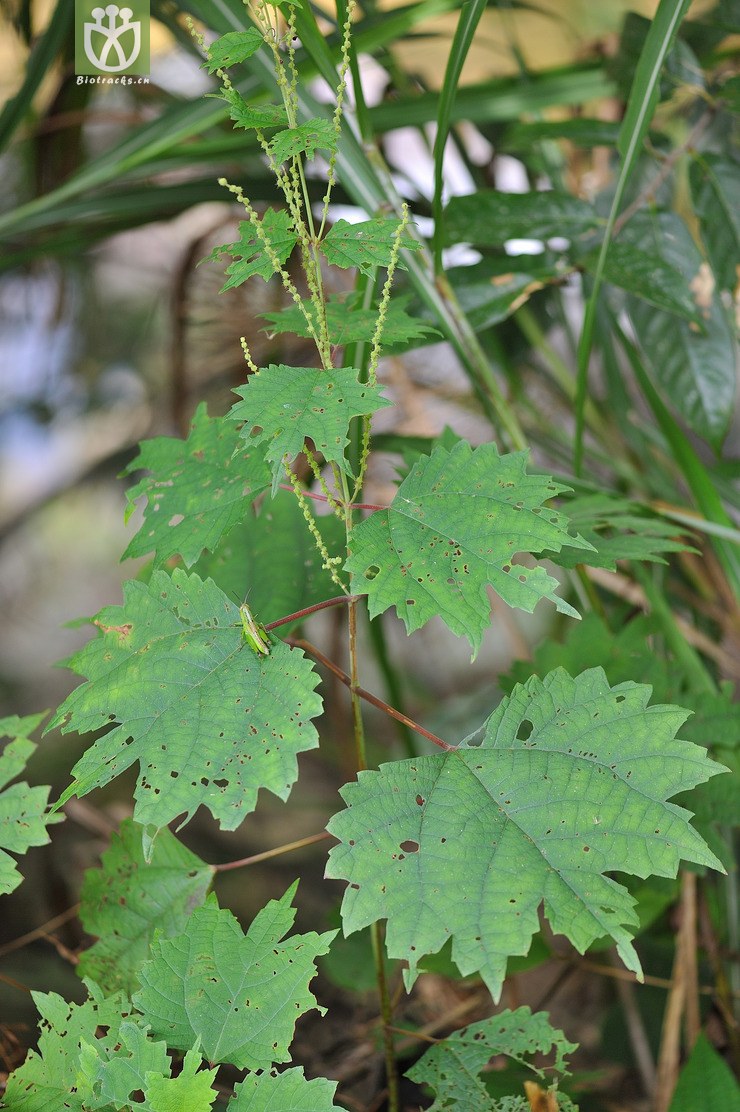 图片信息-kingdonia-植物云数据