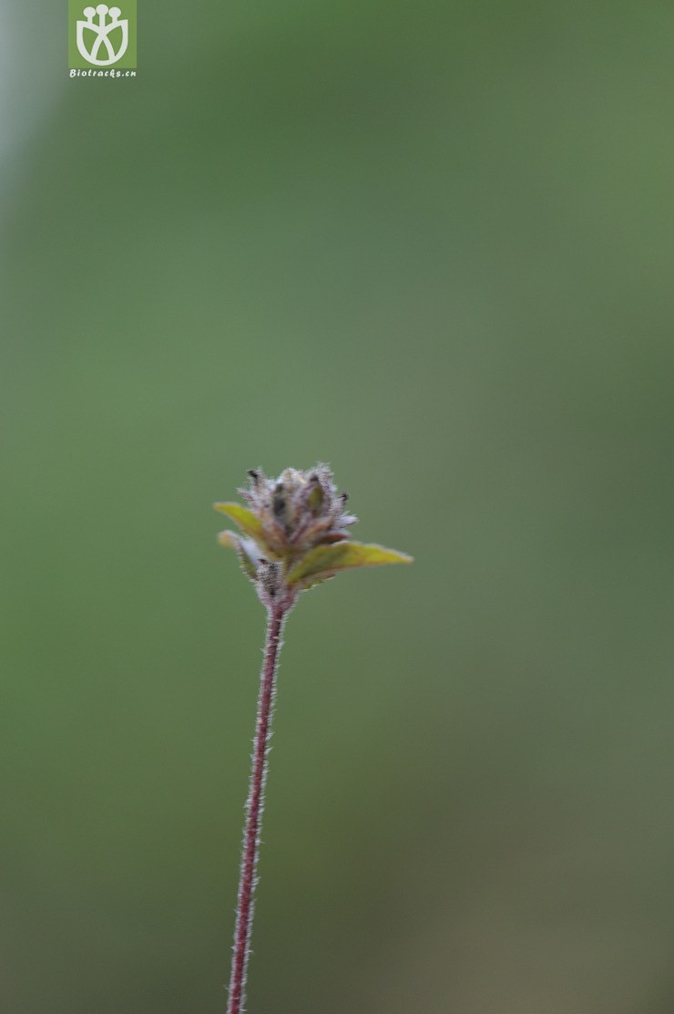 球花毛麝香 adenosma indianum--29.jpg 相邻时间拍摄的照片    31张