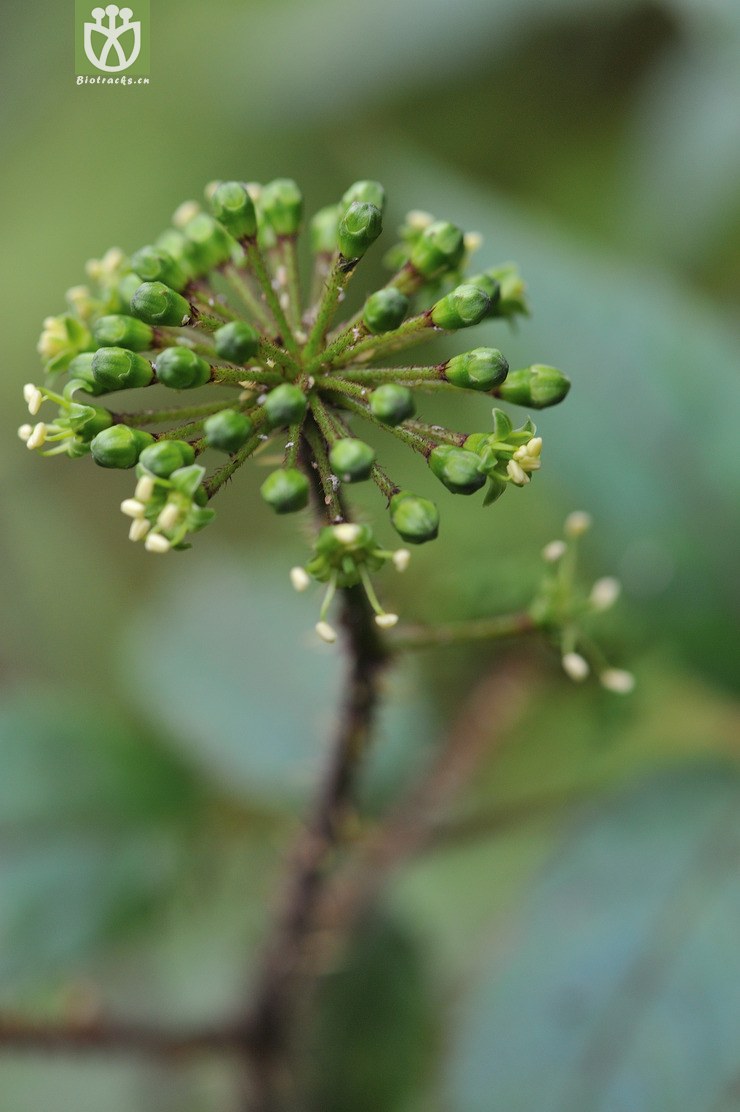 长刺楤木 aralia spinifolia--24.jpg 相邻时间拍摄的照片      张