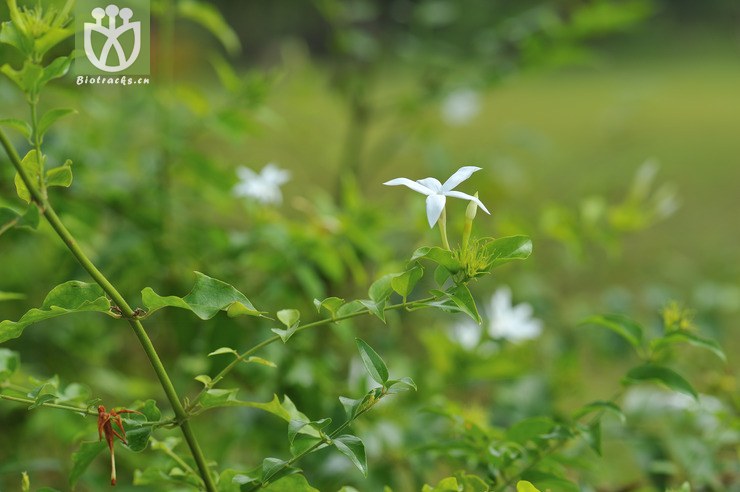 扭肚藤 jasminum elongatum--6.jpg 相邻时间拍摄的照片      张