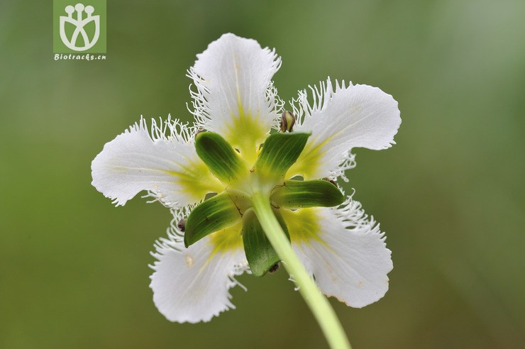 鸡肫梅花草 parnassia wightiana-45.