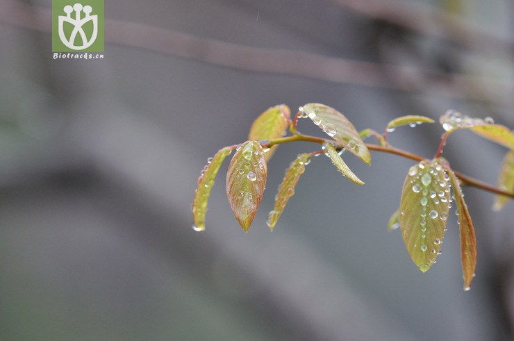 多花勾儿茶 berchemia floribunda-8.