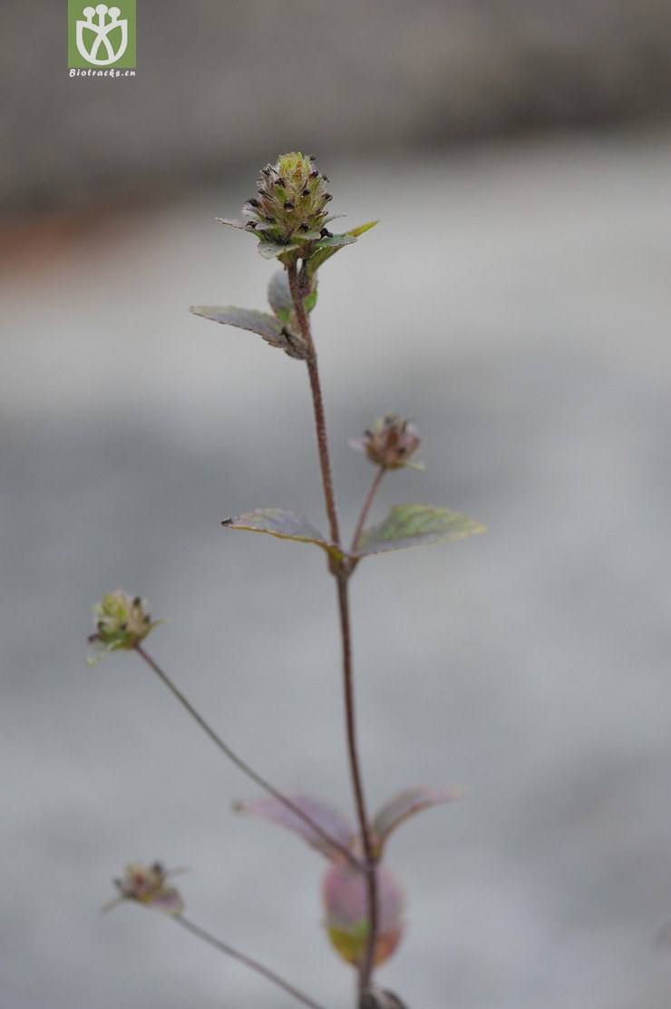 球花毛麝香 adenosma indianum--13.jpg 相邻时间拍摄的照片      张