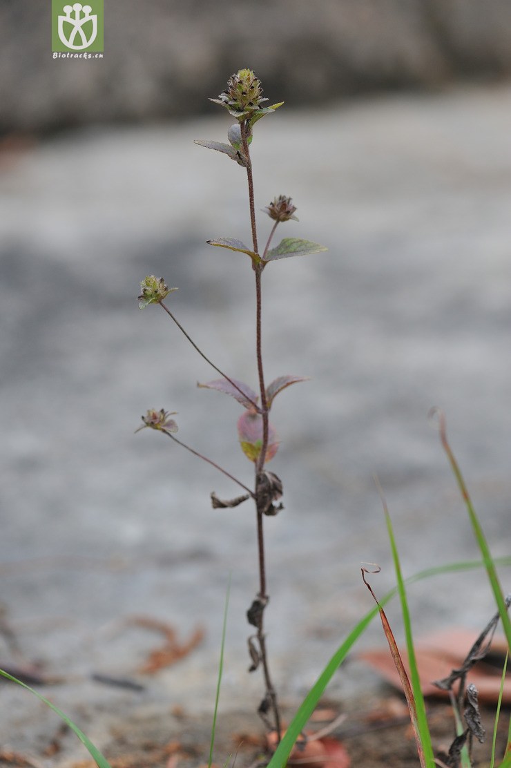 球花毛麝香 adenosma indianum--14.jpg 相邻时间拍摄的照片      张