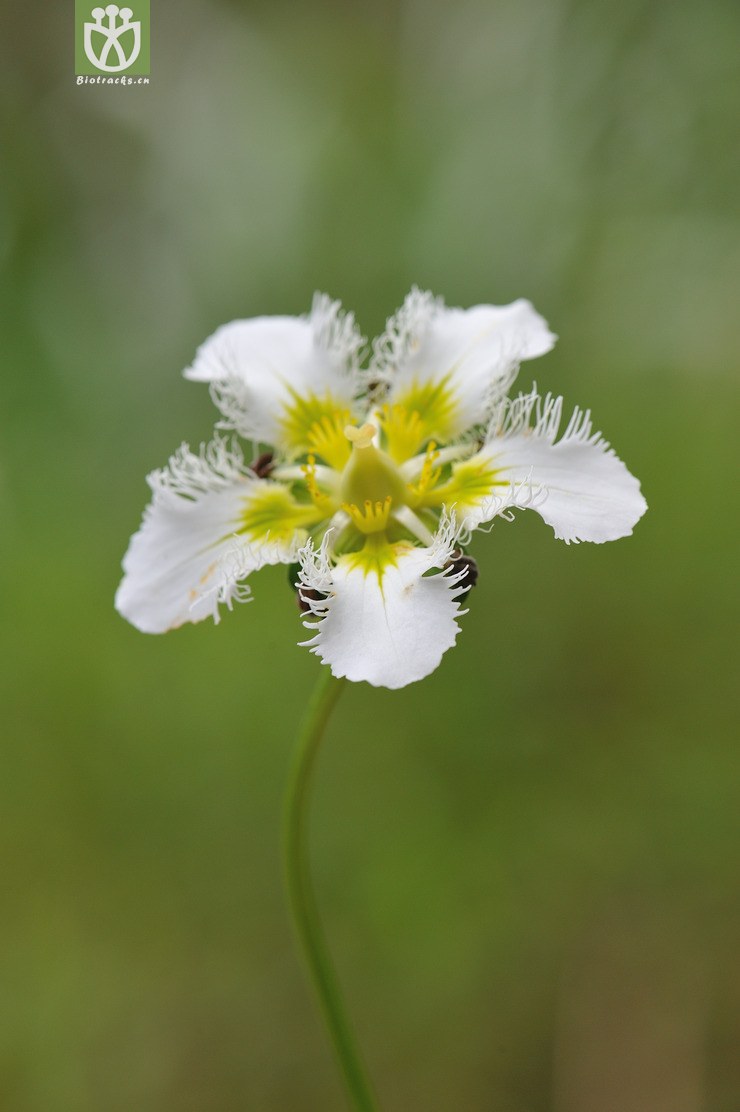 鸡肫梅花草 parnassia wightiana--61.