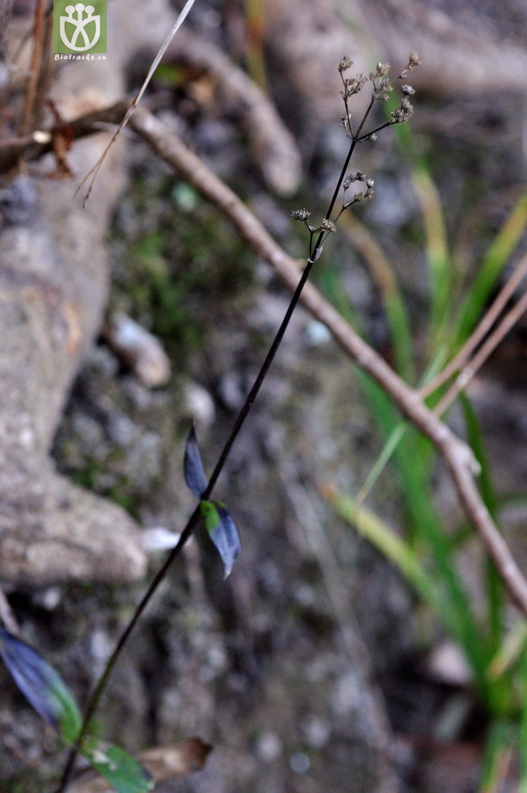 剑叶耳草 hedyotis caudatifolia-9424.