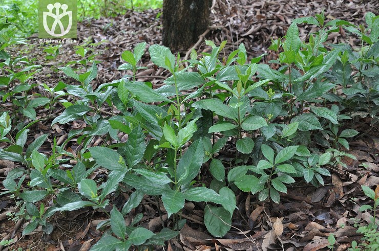 草珊瑚 sarcandra glabra-6449.jpg 相邻时间拍摄的照片      张