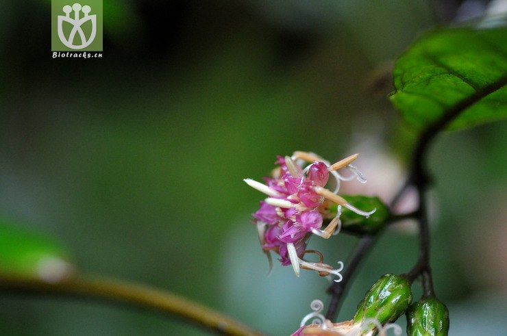 毒根斑鸠菊 vernonia cumingiana-3549.