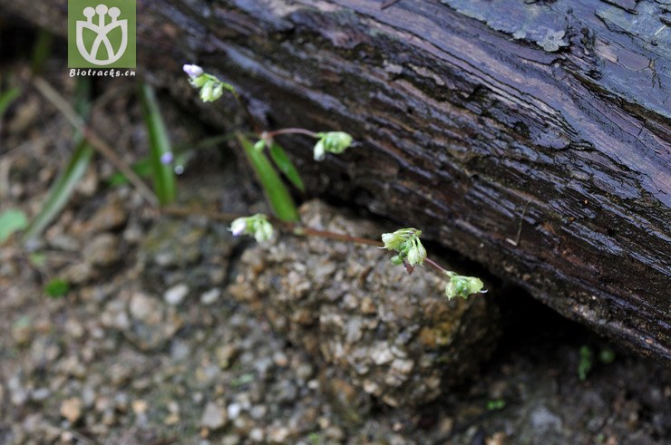 牛轭草 murdannia loriformis--9579.jpg 相邻时间拍摄的照片      张