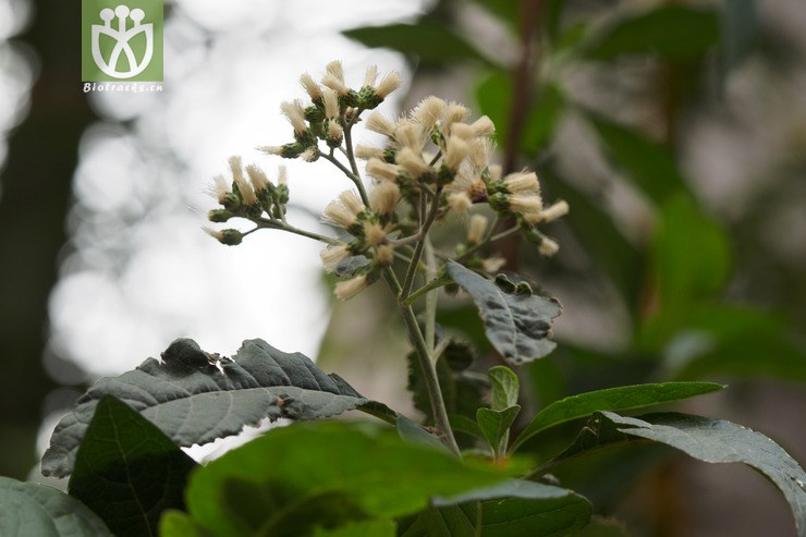 扁桃斑鸠菊 vernonia amygdalina-80504.