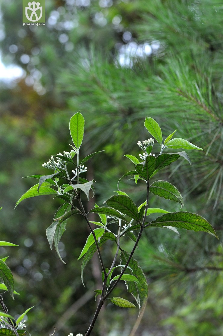 白花苦灯笼 tarenna mollissima-0471.