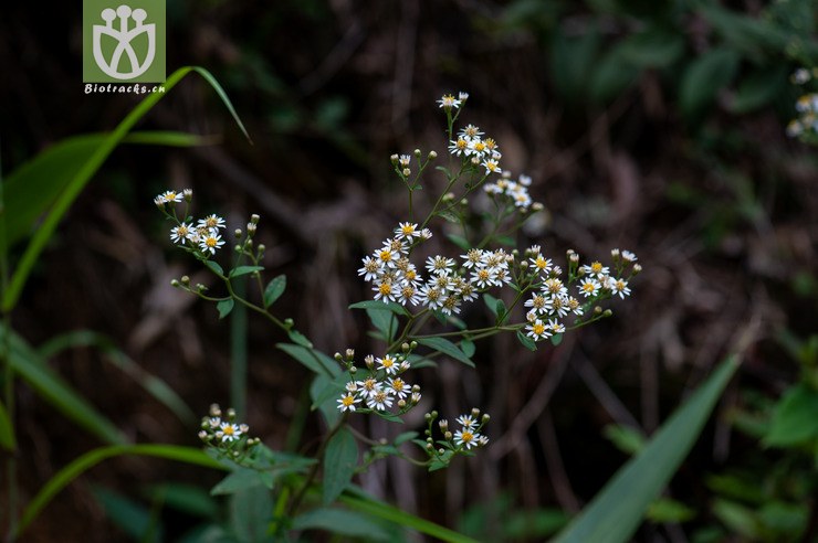 白舌紫菀 aster baccharoides-9275.jpg 相邻时间拍摄的照片      张