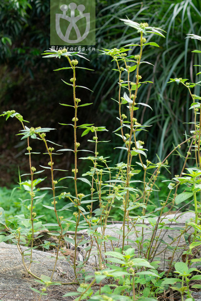 Euphorbia hirta