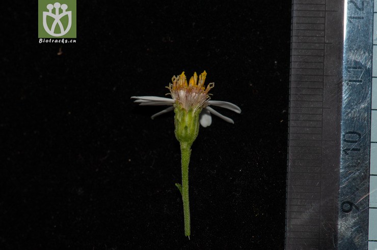 白舌紫菀 aster baccharoides-9269.jpg 相邻时间拍摄的照片      张