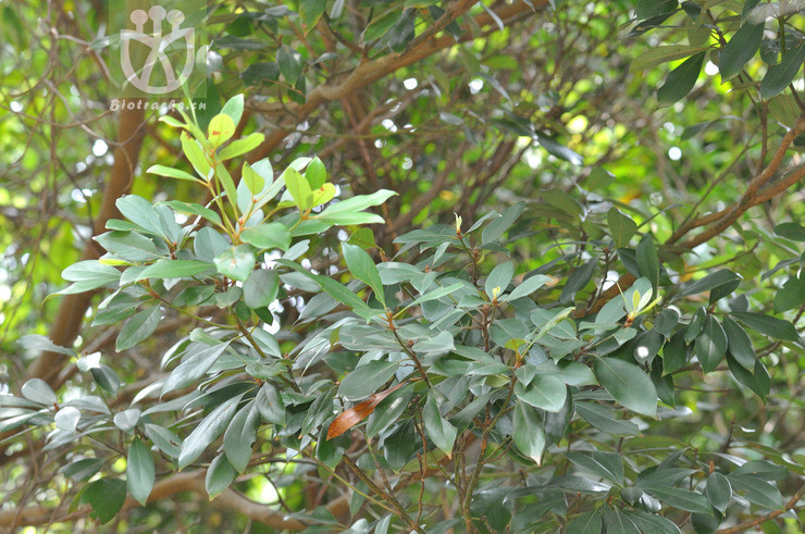 Machilus leptophylla
