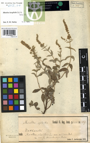 Mentha longifolia var. microverticillata