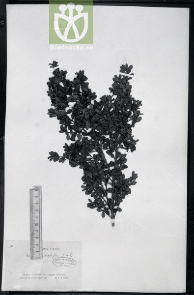 Buxus microphylla