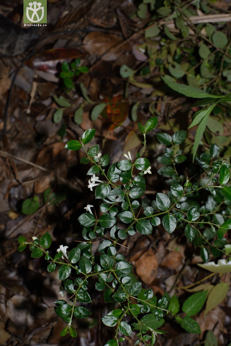 虎刺 damnacanthus indicus-8097.jpg