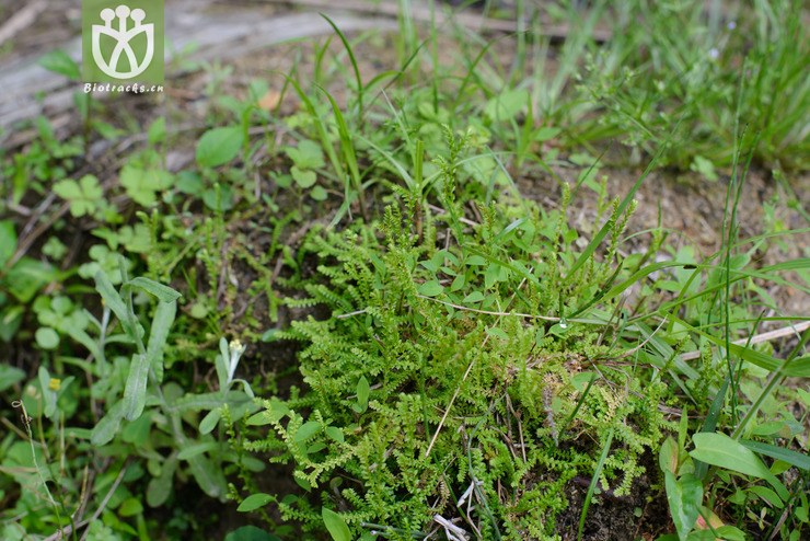 伏地卷柏 selaginella nipponica-7696.