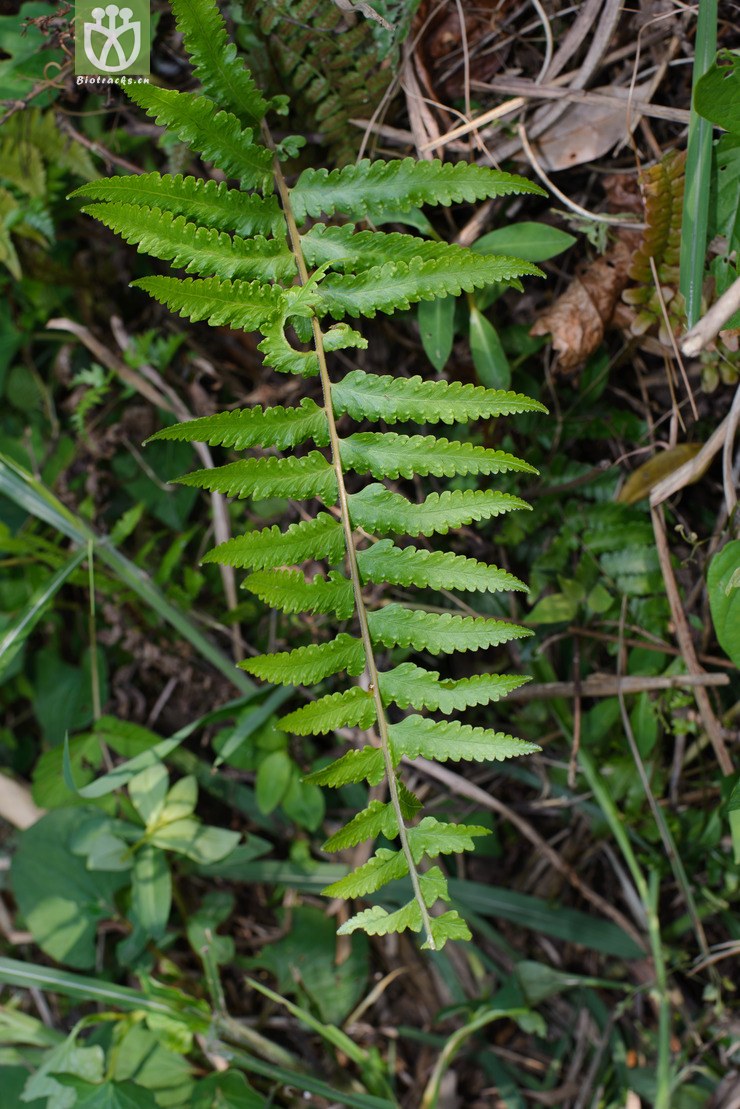 边缘鳞盖蕨 microlepia marginata-8038.jpg