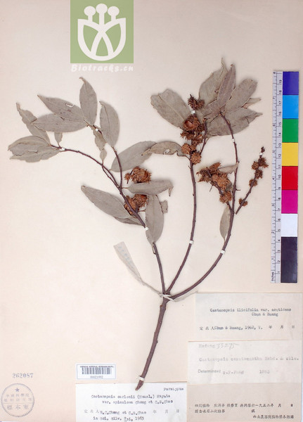 Castanopsis carlesii