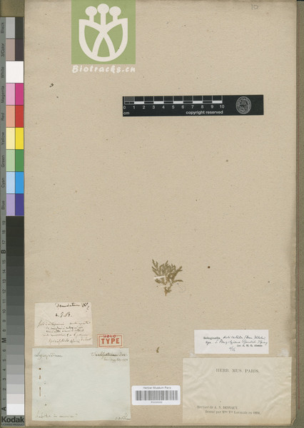 Lycopodium flaccidum
