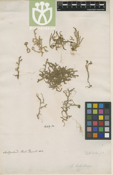 Lycopodium helveticum