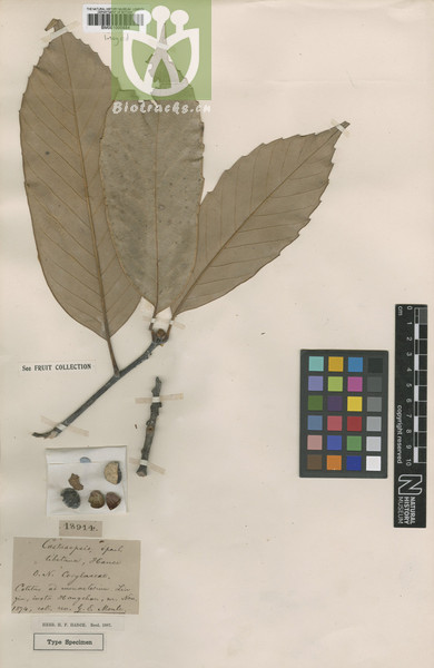 Castanopsis tibetana