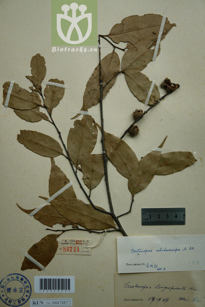 Castanopsis carlesii