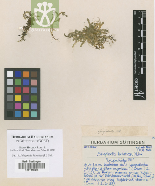 Lycopodium helveticum