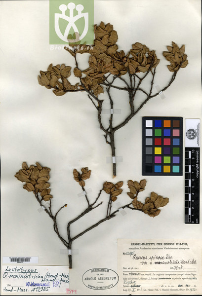 Quercus monimotricha