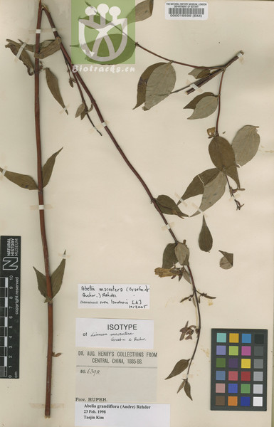 Abelia macrotera