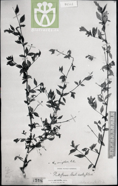 Abelia parvifolia