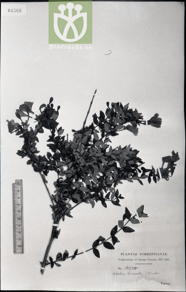 Abelia forrestii