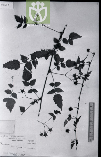 Rubus pungens