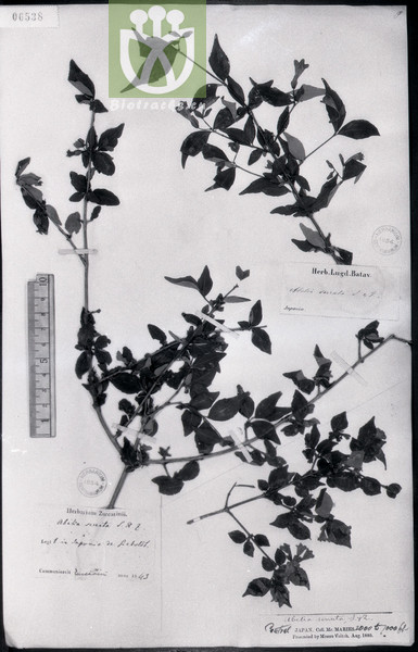 Abelia serrata