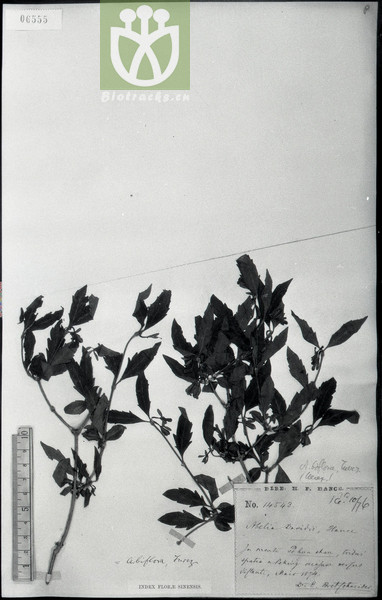 Abelia biflora