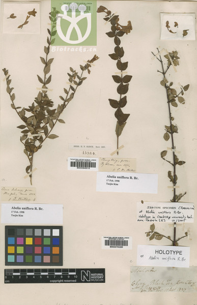 Abelia uniflora