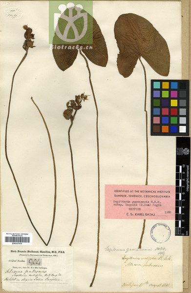 Sagittaria guayanensis subsp. lappula