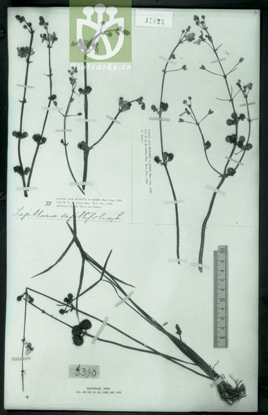 Sagittaria trifolia var. angustifolia