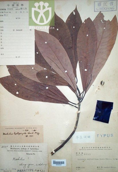 Machilus leptophylla