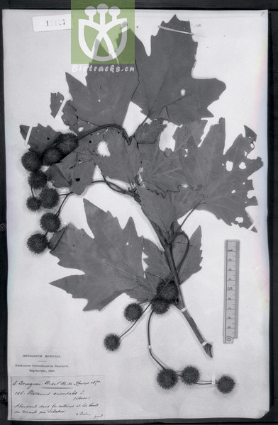 Platanus vitifolia