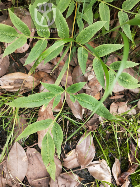 Osmundastrum japonicum