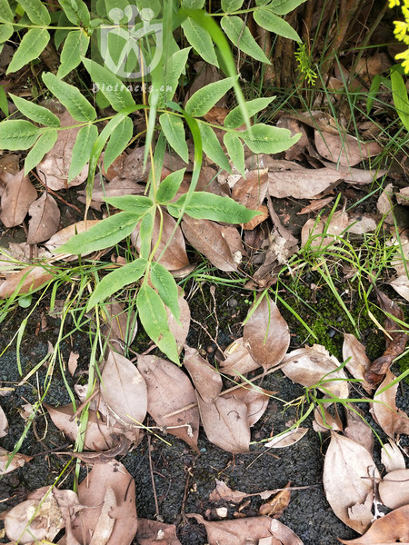 Osmundastrum japonicum