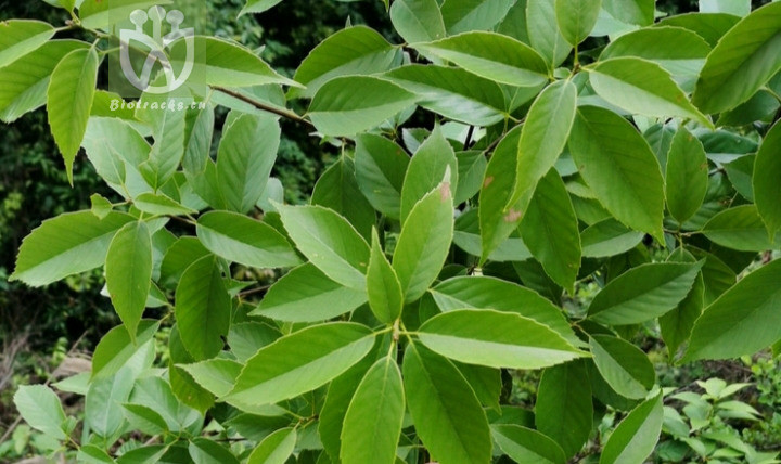 Quercus glauca