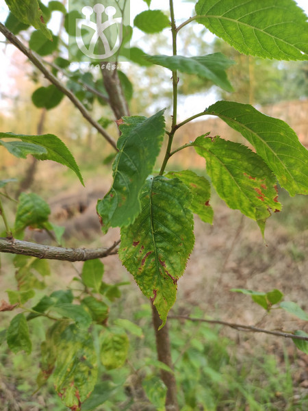 Prunus venosa
