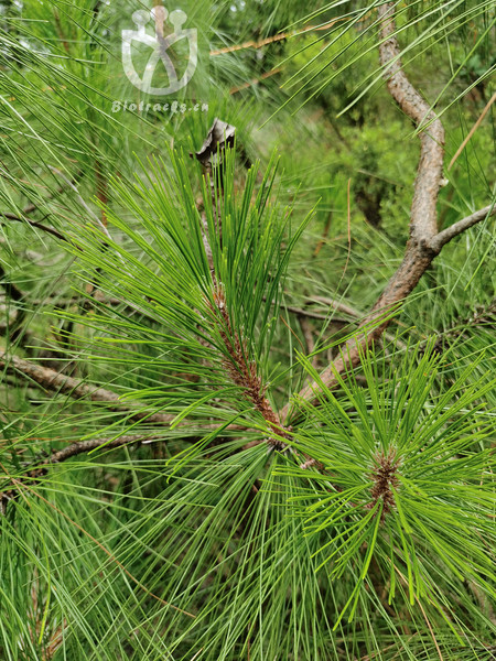 Pinus yunnanensis