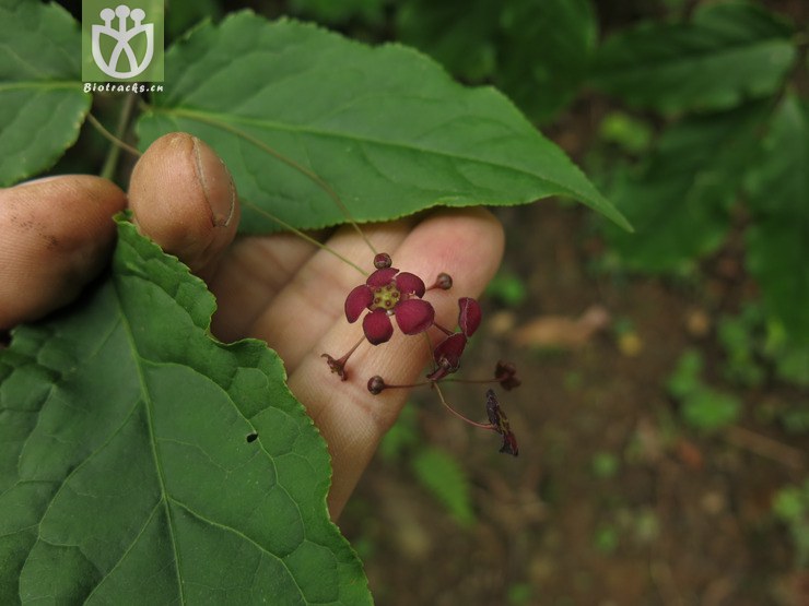 celastraceae-euonymus szechuanensis四川卫矛-云南彝良乌蒙山朝天马