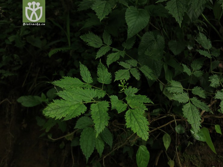 ranunculaceae-actaea asiatica类叶升麻-云南彝良朝天马(3.