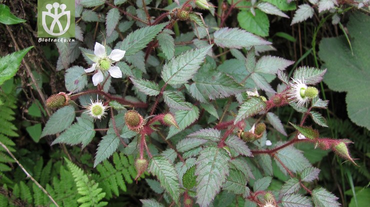 rosaceae-rubus sumatranus红腺悬钩子-云南彝良乌蒙山海子坪 (1).